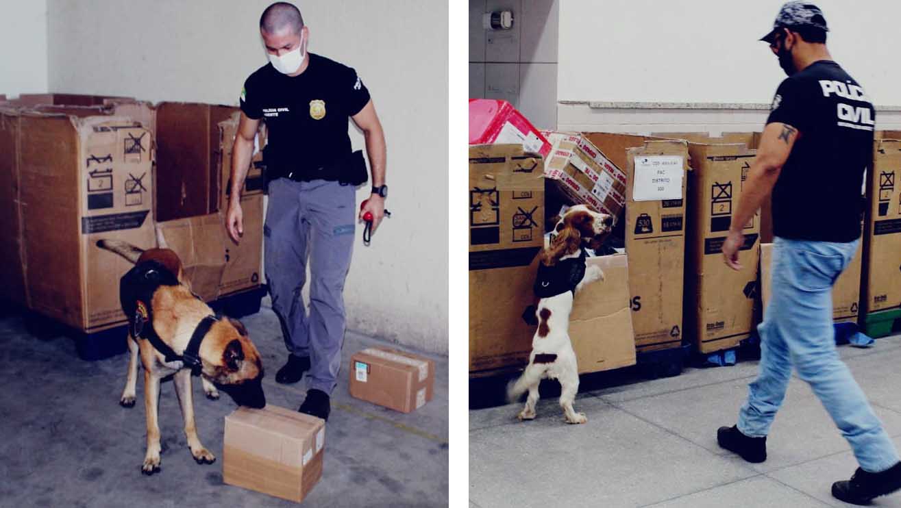   Mossoró: cães da Polícia Civil ajudam no combate ao tráfico de ilícitos enviados pelos correios. Toby, da (DENARC/ K9 do sertão), e Baruck, da DEFUR/Mossoró, estão auxiliando os agentes na fiscalização de encomendas que chegam à cidade pelos correios. Os dois cães estão preparados para farejar vários tipos de materiais, como drogas diversas, armas de fogo e munições. O trabalho foi iniciado em 24 de maio e a passa agora a ser realizado de forma contínua.