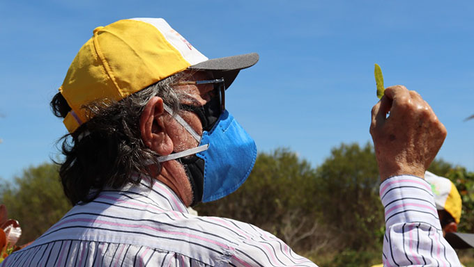   Equipe de pesquisadores da EMBRAPA do Estado do Ceará esteve esta semana na Serra do Mel em reunião com o prefeito Josivan Bibiano e coletando amostras nos lotes para estudar um meio de combater a praga que assombra os produtores de castanha e caju, principal vetor da economia do município que tem pouco mais de 12 mil habitantes