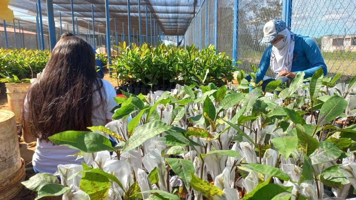   15 mil mudas de caju produzidas por internas da Mário Negócio serão doadas a produtores afetados pela seca. As mudas foram plantadas no canteiro construído na Penitenciária Agrícola Dr. Mário Negócio, em Mossoró. Quinze internas trabalham nos canteiros de plantio das castanhas de caju, realizando também toda manutenção e enxerto das plantas. O projeto não tem fins lucrativos e as mudas serão distribuídas de forma gratuita, em data a ser definida, para produtores que tiveram os cajueiros dizimados pele seca. 