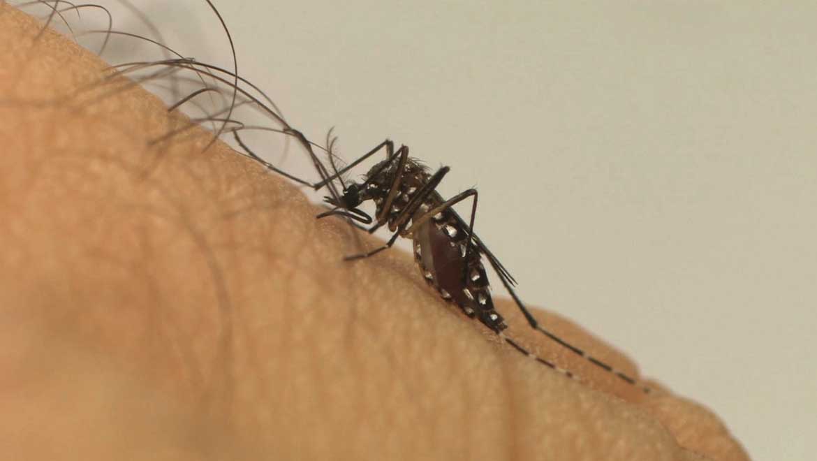   Casos de Dengue no RN caíram 80% nos primeiros 5 meses de 2021 . De acordo com o boletim epidemiológico das arboviroses, divulgado pela Sesap nesta segunda-feira (14), até o dia 22 de maio houve 311 casos confirmados de pessoas com dengue no estado. No mesmo período de 2020, foram confirmados 1.599. Casos de Chikungunya e Zika também apresentaram queda nos primeiro meses deste ano. Veja os números gerais.