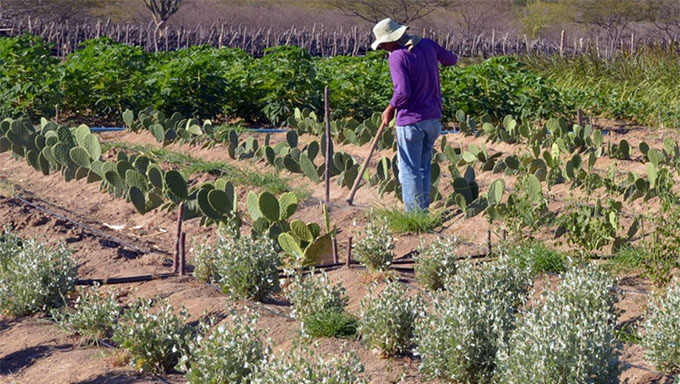   O projeto pretende beneficiar 250 mil famílias (1 milhão de pessoas) em até quatro estados do Nordeste, que ainda serão escolhidos. Ao somar os aportes do Fida, do BNDES e a contrapartida dos governos estaduais, os investimentos podem chegar a US$ 202,5 milhões (cerca de R$ 1 bilhão na cotação atual).