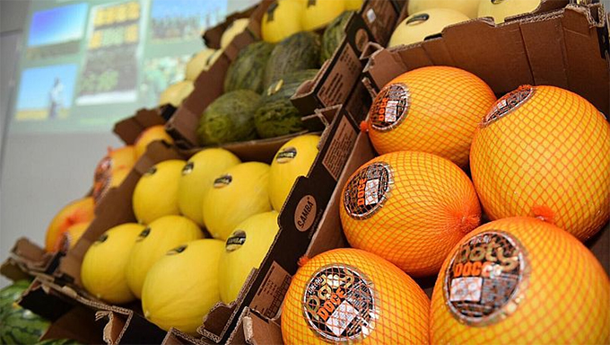   No RN safra de melão deve chegar a 300 mil toneladas em 2021. O plantio da fruta para exportação foi iniciado no mês de junho e a previsão é que os produtores comecem a colher já nesta segunda semana de agosto.  Os primeiros contêineres devem sair do estado a partir do dia 15. A produção para a safra 2021/2022 deve chegar a 300 mil toneladas.