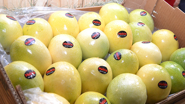 Imagem 1 -  Expofruit 2021 acontece de 24 a 26 de novembro na Estação das Artes, em Mossoró. O evento é destinado a fornecedores e produtores do Brasil e de vários países ao redor do mundo. A programação contará com palestras, rodadas de negócios nacionais e internacionais, cursos e minicursos tratando sobre as mais diversas áreas da fruticultura. O evento vai seguir todos os protocolos de segurança da Organização Mundial de Saúde (OMS) e as orientações dos decretos estadual e municipal vigentes.