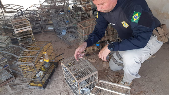   Operação Aves Livres foi realizado pela Polícia Rodoviária Federal após receber denúncias neste domingo, 24, na região de João Câmara-RN e Jandaíra-RN, da existência de caça, criação e venda ilegal de mamíferos e aves silvestres; Nesta segunda-feira, dia 25