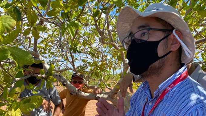  De acordo com o pesquisador e especialista em nutrição de Plantas da Embrapa, Carlos Alberto Kenji Taniguchi e Marlos Alves, chefe de departamento da Embrapa, as análises apresentaram baixo teor de macro e micro nutrientes importantes (zinco e cobre) e necessários para desenvolvimento e melhor produtividade dos cajueiros; Ele recomendou manejo de adubação e nutrição balanceadas, conforme o que a planta necessita. “Isso fará com que os produtores aumentem a produção do caju e da castanha, elevando, consequentemente, sua renda e qualidade de vida”, disse o pesquisador Carlos Alberto Kenji