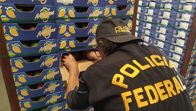   A Polícia Federal informou que a droga foi encontrada numa fiscalização de rotina; cães farejadores da Polícia Federal encontraram a droga acomodada em caixas de mangas, que estavam sendo enviadas em contêineres para o porto de Roterdã, na Holanda; A PF não conseguiu prender os donos da droga