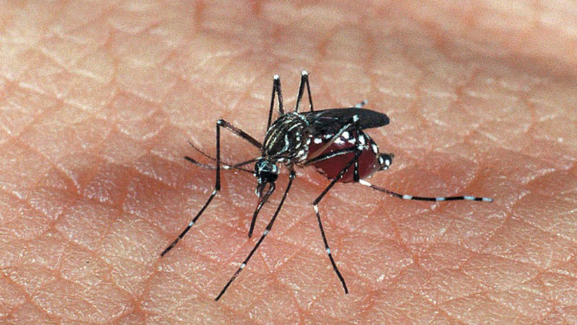   RN apresenta redução de mais de 60% nos casos de dengue confirmados em 2021. O dado consta no boletim epidemiológico das arboviroses no estado, divulgado nesta quinta-feira (30), pela Sesap. O número leva em consideração o comparativo de casos registrados em 2021 com os de 2020. No ano passado foram 3.052 testes positivos para a doença, contra 1.218 este ano. Casos de Chikungunya e Zika também apresentaram redução.