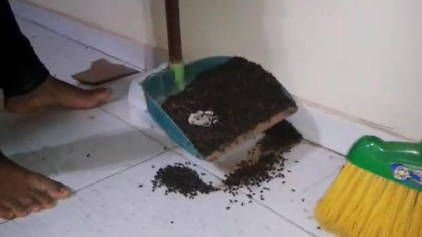 Imagem 1 -  Moradores seguem sofrendo com infestação de moscas nos bairros próximos à granja. Inúmeras denúncias vêm sendo feitas ao longo de, pelo menos, seis anos. A justiça já chegou a determinar que a granja Aviforte adotasse medidas para regularizar o seu funcionamento em relação ao meio ambiente, mas até então a realidade segue a mesma. Em um vídeo cedido nesta quarta-feira (16) ao Portal Mossoró Hoje  é possível ver a situação de uma residência após um trabalho de dedetização. Rapidamente a moradora encheu um saco de lixo com moscas mortas no local. Quase 1kg de moscas foram recolhidas em apenas uma tarde.