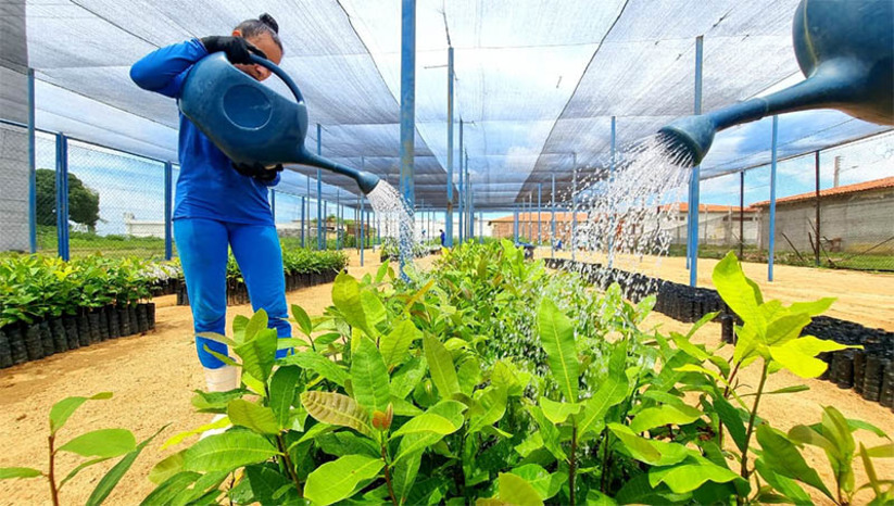 Imagem 1 -  Mudas de cajueiro cultivadas por detentas da Mário Negócio são doadas a 24 município do RN. As 26 mil mudas de cajueiro anão precoce são fruto do projeto "Cultivando a Cidadania", da SEAP e da SAPE, com apoio da Vara de Execuções Penais de Mossoró (VEP). O projeto não tem fins lucrativos e as mudas são distribuídas de forma gratuita. As plantas são cultivadas numa estufa na Penitenciária Agrícola Doutor Mário Negócio Feminino por 20 internas privadas de liberdade capacitadas pela Emater.