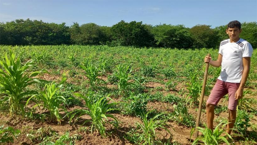 Imagem 1 - Segundo o Secretário de Agricultura e Desenvolvimento Rural (SEADRU), Faviano Moreira, com as boas chuvas registradas desde o início do ano, os produtores rurais já comemoram a colheita.“Algumas comunidades conseguiram plantar ali em janeiro, fevereiro e alguns conseguiram já ter uma produção sim, tanto de milho, e principalmente de feijão”, disse o secretário. Com o suporte das ações da Prefeitura de Mossoró, através do programa Mossoró Rural, os agricultores ganharam assistência técnica para produzir mais e melhor. Imagem 1 - Segundo o Secretário de Agricultura e Desenvolvimento Rural (SEADRU), Faviano Moreira, com as boas chuvas registradas desde o início do ano, os produtores rurais já comemoram a colheita.“Algumas comunidades conseguiram plantar ali em janeiro, fevereiro e alguns conseguiram já ter uma produção sim, tanto de milho, e principalmente de feijão”, disse o secretário. Com o suporte das ações da Prefeitura de Mossoró, através do programa Mossoró Rural, os agricultores ganharam assistência técnica para produzir mais e melhor.