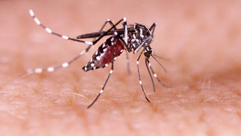 Imagem 1 -  Incidência de dengue no RN tem aumento de 1.609,66% no período de um ano. O dado consta no boletim epidemiológico divulgado nesta quarta-feira (1º), pela Sesap. a Zika e a chikungunya também tiveram aumento de 1.622,22% e de 189,89%, respectivamente, entre maio de 2021 e o mesmo período de 2022. Em razão desse aumento, o Rio Grande do Norte permanece em situação de epidemia de dengue, de acordo com decreto emitido pelo Governo do Estado no último dia 20, com objetivo de facilitar ações conjuntas de prevenção e o acesso a insumos.