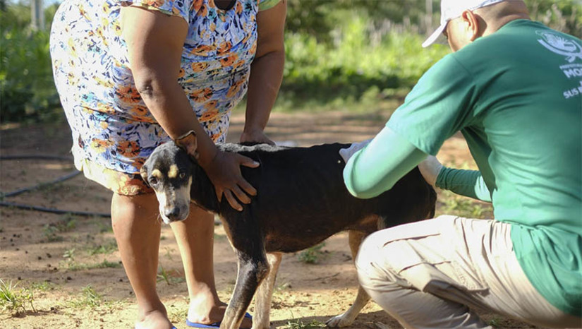 Imagem 1 - Polo Jucuri será o próximo a receber equipes do CCZ para aplicação de vacina antirrábica. No dia 18, a vacinação de cães e gatos ocorrerá na localidade da Barrinha. No sábado seguinte (25) a ação acontecerá em Jucuri. Durante a vacinação no polo Alagoinha, foram imunizados 1.050 caninos e felinos nas comunidades visitadas. “Depois de passar pelo polo Alagoinha, observamos que a gente tinha um número considerável de doses e para que esse número de doses não ficasse estagnado daremos continuidade essa antecipação da vacinação na zona rural de Mossoró”, explicou o coordenador do CCZ, João Paulo. Imagem 1 - Polo Jucuri será o próximo a receber equipes do CCZ para aplicação de vacina antirrábica. No dia 18, a vacinação de cães e gatos ocorrerá na localidade da Barrinha. No sábado seguinte (25) a ação acontecerá em Jucuri. Durante a vacinação no polo Alagoinha, foram imunizados 1.050 caninos e felinos nas comunidades visitadas. “Depois de passar pelo polo Alagoinha, observamos que a gente tinha um número considerável de doses e para que esse número de doses não ficasse estagnado daremos continuidade essa antecipação da vacinação na zona rural de Mossoró”, explicou o coordenador do CCZ, João Paulo.