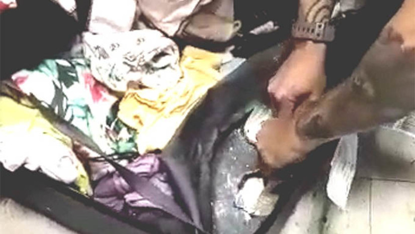 Imagem 1 -  A ação aconteceu durante uma fiscalização de rotina quando os policiais inspecionavam as bagagens dos passageiros do setor de embarque internacional que tinham como destino a Europa. Uma das malas retida e que seguiria para Toulouse, França, chamou atenção e levantou suspeitas porque apresentava sonoridade anormal quando recebia batidas nas suas extremidades, indicando ter densidade diferentes.