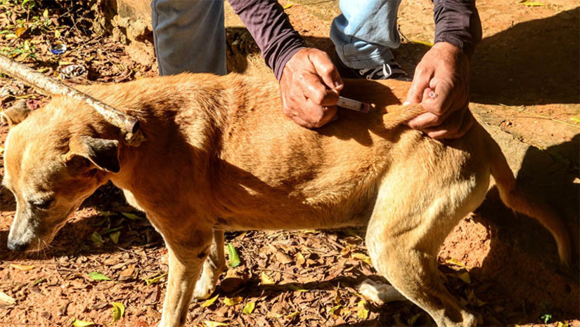 Imagem 1 -  CCZ segue com vacinação antirrábica nas zonas urbana e rural de Mossoró. Na segunda semana de campanha, iniciada nesta segunda-feira (11), as equipes do Centro de Controle de Zoonoses estiveram nas comunidades rurais de Fazenda São João e Passagem de Pedra. Ao longo da semana visitarão ainda Riachinho, Ranço da Caça, Serra Mossoró, Sítio Rincão, Sítio Carmo e Assentamento Melancias. A vacinação contra a raiva também está sendo realizada na sede do CCZ, localizada à rua Moisés da Costa Lopes, nº 83, no bairro Nova Betânia. A imunização ocorre de segunda a quinta, das 7h às 11h e das 13h às 16h. Às sextas-feiras a vacinação acontece das 7h às 13h.