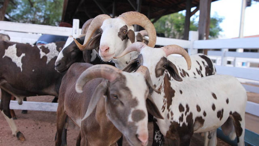 Imagem 1 - As inscrições podem ser feitas até o início do evento e devem ser realizadas através da ASCCOM, responsável pelos produtores de Mossoró, e daANCOC/RN, responsável pelas inscrições dos produtores de outras cidades do RN e de outros estados. O evento é promovido pela Prefeitura de Mossoró, através Secretaria de Agricultura e Desenvolvimento Rural (SEADRU), e acontecerá de 11 a 14 de agosto, no Centro de Exposições Armando Buá, ao lado da Ufersa. Imagem 1 - As inscrições podem ser feitas até o início do evento e devem ser realizadas através da ASCCOM, responsável pelos produtores de Mossoró, e daANCOC/RN, responsável pelas inscrições dos produtores de outras cidades do RN e de outros estados. O evento é promovido pela Prefeitura de Mossoró, através Secretaria de Agricultura e Desenvolvimento Rural (SEADRU), e acontecerá de 11 a 14 de agosto, no Centro de Exposições Armando Buá, ao lado da Ufersa.