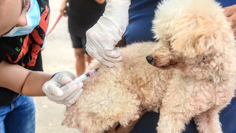 Imagem 1 - Veja onde vacinar seu cão ou gato contra raiva em Mossoró nesta sexta, 29. A vacinação de caninos e felinos ocorrerá das 8h às 13h ou enquanto durar o estoque de doses disponibilizadas para a ação. Os locais onde haverá a aplicação da vacina contra a raiva são as UBSs Cid Salém, no bairro Abolição IV; Ildone Cavalcante, no Barrocas; Lahyre Rosado, no Sumaré; Maria Neide, no Dom Jaime Câmara; Francisco Pereira Azevedo, no Liberdade I; Maria Soares, no Alto de São Manoel; Chico Porto, no Aeroporto; José Leão, no Alto da Conceição. Os outros dois pontos são a Praça Américo Simonetti, no bairro Abolição V, e o CRAS do Bom Jardim. Imagem 1 - Veja onde vacinar seu cão ou gato contra raiva em Mossoró nesta sexta, 29. A vacinação de caninos e felinos ocorrerá das 8h às 13h ou enquanto durar o estoque de doses disponibilizadas para a ação. Os locais onde haverá a aplicação da vacina contra a raiva são as UBSs Cid Salém, no bairro Abolição IV; Ildone Cavalcante, no Barrocas; Lahyre Rosado, no Sumaré; Maria Neide, no Dom Jaime Câmara; Francisco Pereira Azevedo, no Liberdade I; Maria Soares, no Alto de São Manoel; Chico Porto, no Aeroporto; José Leão, no Alto da Conceição. Os outros dois pontos são a Praça Américo Simonetti, no bairro Abolição V, e o CRAS do Bom Jardim.