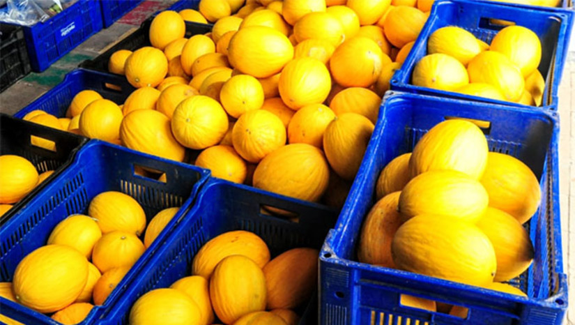Imagem 1 -  A Largada da Safra do Melão visa mostrar à população tudo que a fruticultura irrigada representa para o município, tanto no setor econômico quanto na oferta de empregos já que é um dos setores que mais empregam na cidade”, explicou o secretário municipal de Agricultura, Faviano Moreira.