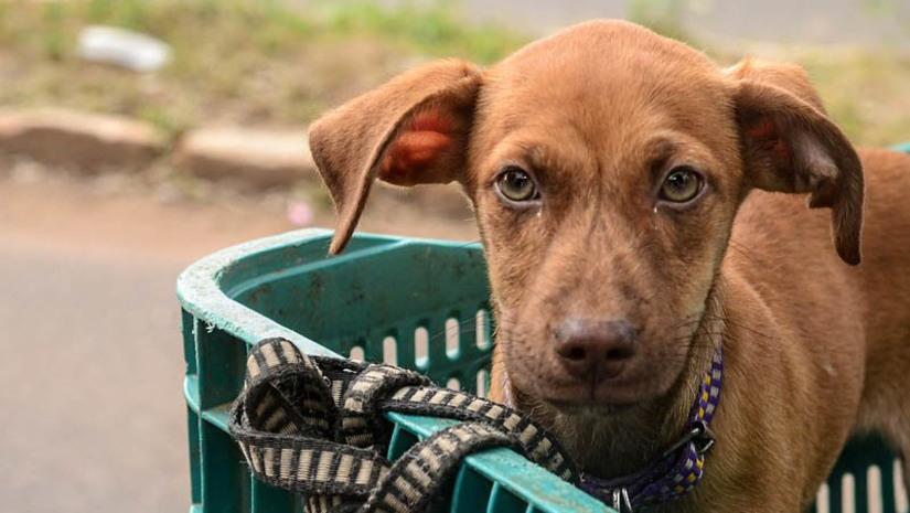 Imagem 1 - Mossoró ultrapassa meta de vacinação antirrábica estabelecida pelo Ministério da Saúde. Atualmente, o município tem 31.809 cães e gatos vacinados contra a doença, o que representa um total de 83,44% dos animais domiciliados no município. “A gente atingiu a meta estipulada pelo Ministério da Saúde, mas já estamos estudando novas estratégias para aumentar o reforço vacinal e assim aumentarmos a quantidade de animais vacinados no município”, disse o diretor administrativo do CCZ, João Paulo. Imagem 1 - Mossoró ultrapassa meta de vacinação antirrábica estabelecida pelo Ministério da Saúde. Atualmente, o município tem 31.809 cães e gatos vacinados contra a doença, o que representa um total de 83,44% dos animais domiciliados no município. “A gente atingiu a meta estipulada pelo Ministério da Saúde, mas já estamos estudando novas estratégias para aumentar o reforço vacinal e assim aumentarmos a quantidade de animais vacinados no município”, disse o diretor administrativo do CCZ, João Paulo.