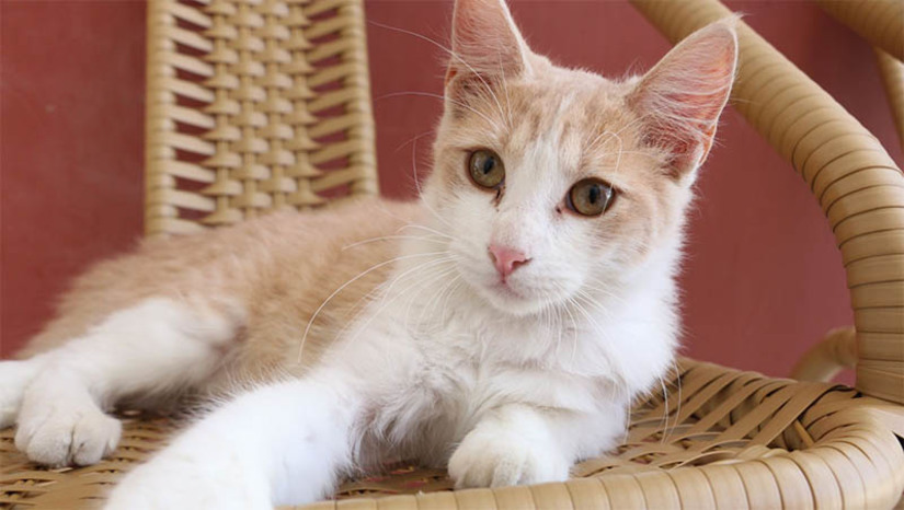 Imagem 1 - 117 animais são castrados em Mossoró no primeiro mês de procedimentos. As castrações de cães e gatos em clínica cadastrada pela Prefeitura de Mossoró foram iniciadas no dia 15 de agosto. “Consideramos que é um bom número esses mais de 100 animais castrados neste primeiro mês de procedimentos. Temos uma clínica cadastrada e estamos recebendo outras clínicas que farão o cadastramento e assim aumentaremos a quantidade de animais conforme a gente tiver mais clínicas cadastradas”, disse o Diretor administrativo do CCZ, João Paulo. Imagem 1 - 117 animais são castrados em Mossoró no primeiro mês de procedimentos. As castrações de cães e gatos em clínica cadastrada pela Prefeitura de Mossoró foram iniciadas no dia 15 de agosto. “Consideramos que é um bom número esses mais de 100 animais castrados neste primeiro mês de procedimentos. Temos uma clínica cadastrada e estamos recebendo outras clínicas que farão o cadastramento e assim aumentaremos a quantidade de animais conforme a gente tiver mais clínicas cadastradas”, disse o Diretor administrativo do CCZ, João Paulo.