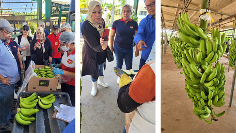Imagem 1 -   Em agosto, o IDIARN, juntamente com o Ministério da Agricultura, esteve presente na auditoria técnica realizada nos municípios de Assú e Ipanguaçu, produtores de banana. Nesses locais, foram verificadas as condições de cultivo quanto a ocorrência de pragas quarentenárias chamadas de mal-do-Panamá (Fusarium oxysporum f. sp.) e Sigatoka Negra (Mycosphaerella Fijiensis), não presentes no RN.  O Rio Grande do Norte já possui acordos para exportação de outros frutos firmados com União Europeia, China, Chile, Estados Unidos, Argentina, Holanda, Portugal, Dubai, entre outros.