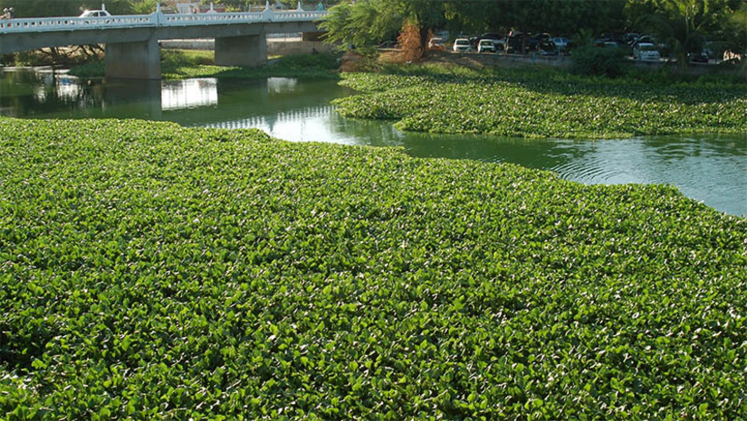 Imagem 1 - Prefeitura e Estado devem tomar medidas para limpar e revitalizar o Rio Mossoró. Conforme sentença proferida pela 2ª Vara da Fazenda Pública da Comarca de Mossoró, a gestão do Município deverá adotar medidas cabíveis para conter a incidência de aguapés (eichhomia crassipes), implementando serviços de limpeza e de revitalização ao longo da passagem do rio pela cidade. Para o Estado, a condenação diz respeito à obrigação de revitalização e recuperação do rio, inserido na Bacia Hidrográfica Apodi-Mossoró, devendo ser adotadas as medidas de forma cooperativa para minimizar a incidência dos aguapés no perímetro urbano de Mossoró. Imagem 1 - Prefeitura e Estado devem tomar medidas para limpar e revitalizar o Rio Mossoró. Conforme sentença proferida pela 2ª Vara da Fazenda Pública da Comarca de Mossoró, a gestão do Município deverá adotar medidas cabíveis para conter a incidência de aguapés (eichhomia crassipes), implementando serviços de limpeza e de revitalização ao longo da passagem do rio pela cidade. Para o Estado, a condenação diz respeito à obrigação de revitalização e recuperação do rio, inserido na Bacia Hidrográfica Apodi-Mossoró, devendo ser adotadas as medidas de forma cooperativa para minimizar a incidência dos aguapés no perímetro urbano de Mossoró.