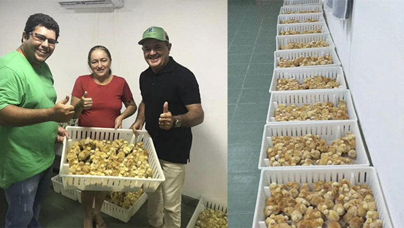 Imagem 1 -  Ao todo, 30 familiares foram capacitadas para receber as aves. O prefeito Alan Silveira destaca que sua gestão tem focado em politicas públicas para fortalecer a produção rural, em especial do pequeno produtor na pecuária, agricultura, fruticultura, piscicultura, apicultura, entre outros seguimentos; "Apodi tem 208 comunidades rurais, onde foram perfurados dezenas de poços, recuperamos estradas, construímos pontes, passagem molhada, fortalecemos serviços de saúde e educação", destaca o prefeito Alan Silveira