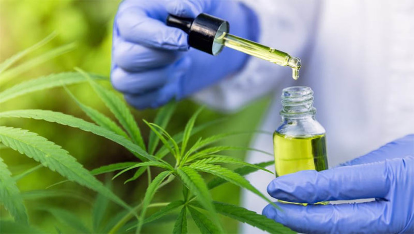 Imagem 1 -  Anvisa autoriza a fabricação e venda de novo medicamento à base de Cannabis. O Canabidiol Ease Labs 100 Mg/Ml será fabricado pela Ease Labs Laboratório Farmacêutico LTDA. em território nacional, sob a forma de solução de uso oral. A comercialização do produto será feita em farmácias e drogarias a partir da prescrição médica por meio de receita especial do tipo B (de cor azul).