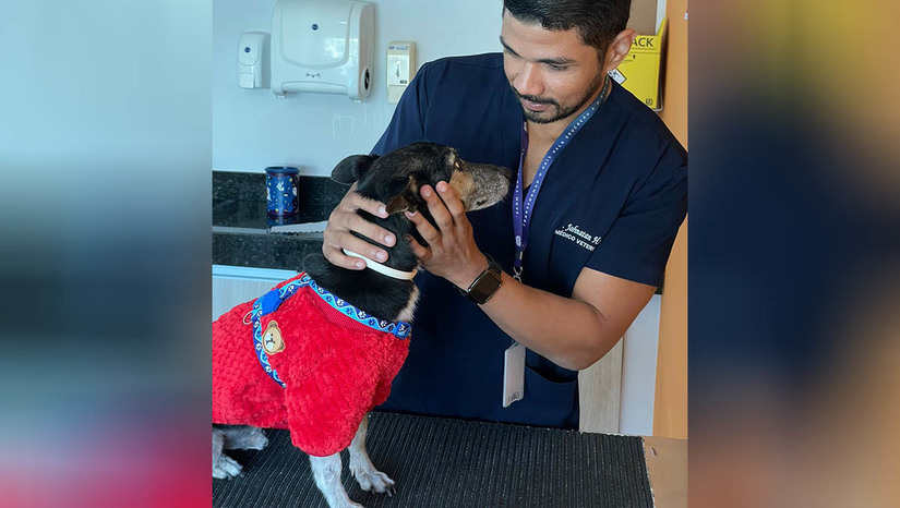Imagem 1 - Especialista dá dicas de como evitar que fogos de artifício afetem a saúde do seu pet. Com os jogos da Copa do Mundo e a chegada dos festejos de fim de ano, animais ficam mais suscetíveis. De acordo com o tutor de Práticas Veterinárias do curso de Medicina Veterinária da UnP (Universidade Potiguar), Johnatan Henrique dos Santos, o fator desencadeante de medo aos animais é a capacidade auditiva. Organizar um local seguro para o pet, como retirar móveis que possam servir de obstáculos e causar traumas durante a fuga, é uma das dicas para lidar com o pets nesses momentos; veja mais. Imagem 1 - Especialista dá dicas de como evitar que fogos de artifício afetem a saúde do seu pet. Com os jogos da Copa do Mundo e a chegada dos festejos de fim de ano, animais ficam mais suscetíveis. De acordo com o tutor de Práticas Veterinárias do curso de Medicina Veterinária da UnP (Universidade Potiguar), Johnatan Henrique dos Santos, o fator desencadeante de medo aos animais é a capacidade auditiva. Organizar um local seguro para o pet, como retirar móveis que possam servir de obstáculos e causar traumas durante a fuga, é uma das dicas para lidar com o pets nesses momentos; veja mais.