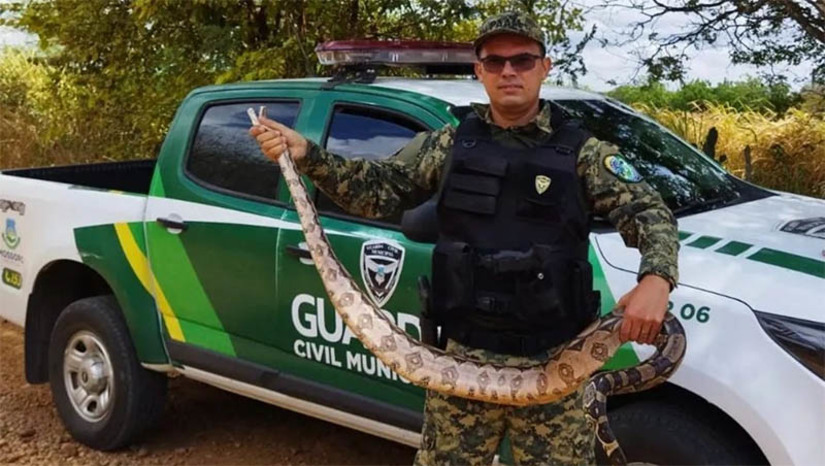 Imagem 1 - Número de animais silvestres resgatados pela CGM em 2022 subiu 44% em relação ao ano anterior. Imagem 1 - Número de animais silvestres resgatados pela CGM em 2022 subiu 44% em relação ao ano anterior.