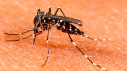 Imagem 1 -  Instituto Evandro Chagas confirma primeira morte por vírus Zika no país