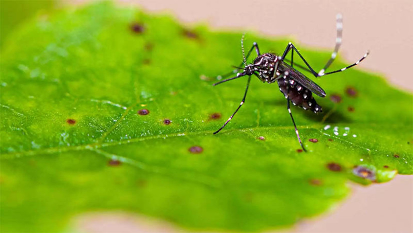 Imagem 1 - RN registrou 78 casos confirmados de dengue até o dia 4 de fevereiro de 2023. O primeiro informe epidemiológico das arboviroses no Estado foi divulgado nesta segunda-feira (13), pela Sesap. Além das confirmações dos casos de dengue, outros 597 foram considerados prováveis no período. Com relação à Chikungunya, foram confirmados 18 casos e 256 casos considerados prováveis. Já sobre os casos de Zika, apenas 1 foi confirmado, enquanto outros 59 foram considerados prováveis. Nenhuma óbito foi registrado até o momento relacionado as arboviroses no Rio Grande do Norte. Imagem 1 - RN registrou 78 casos confirmados de dengue até o dia 4 de fevereiro de 2023. O primeiro informe epidemiológico das arboviroses no Estado foi divulgado nesta segunda-feira (13), pela Sesap. Além das confirmações dos casos de dengue, outros 597 foram considerados prováveis no período. Com relação à Chikungunya, foram confirmados 18 casos e 256 casos considerados prováveis. Já sobre os casos de Zika, apenas 1 foi confirmado, enquanto outros 59 foram considerados prováveis. Nenhuma óbito foi registrado até o momento relacionado as arboviroses no Rio Grande do Norte.