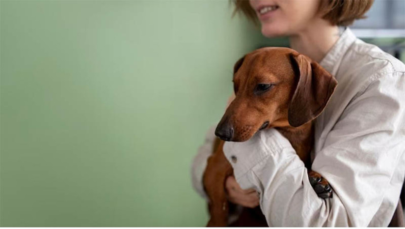 Imagem 1 - Combate ao câncer: Um em cada cinco cães irá desenvolver a doença no Brasil. Tumor, dor, esperança e tratamento. Essas palavras também estão relacionadas ao câncer no mundo animal. Assim como os seres humanos, os pets podem ser diagnosticados com a doença e receber o tratamento cirúrgico e/ou quimioterápico, conforme explica a Médica Veterinária especializada em Oncologia de cães e gatos, inscrita no Conselho Regional de Medicina Veterinária do Rio Grande do Norte, Charlene Brito. “A maior incidência de câncer em cães e gatos está ligada ao aumento da longevidade e ao desenvolvimento da medicina veterinária diagnóstica”, diz. Imagem 1 - Combate ao câncer: Um em cada cinco cães irá desenvolver a doença no Brasil. Tumor, dor, esperança e tratamento. Essas palavras também estão relacionadas ao câncer no mundo animal. Assim como os seres humanos, os pets podem ser diagnosticados com a doença e receber o tratamento cirúrgico e/ou quimioterápico, conforme explica a Médica Veterinária especializada em Oncologia de cães e gatos, inscrita no Conselho Regional de Medicina Veterinária do Rio Grande do Norte, Charlene Brito. “A maior incidência de câncer em cães e gatos está ligada ao aumento da longevidade e ao desenvolvimento da medicina veterinária diagnóstica”, diz.