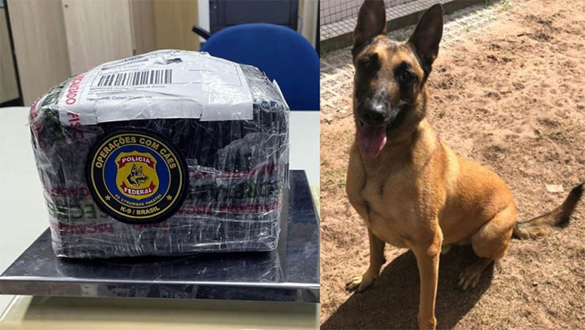 Imagem 1 -  Cão da PF fareja tabletes de maconha que estavam camuflados sob gesso nos Correios de Natal.A caixa contendo 1,96 kg de maconha, havia sido enviada via postal. A apreensão, realizada nesta quinta (16), é decorrente de fiscalização de rotina, com o objetivo de combater o tráfico de substâncias entorpecentes através do fluxo postal e foi realizada em conjunto com a área de segurança dos Correios. A substância apreendida ficará armazenada em depósito aguardando autorização judicial para ser incinerada. A PF instaurou inquérito policial e vai investigar possíveis envolvidos em mais essa ação criminosa que envolve tráfico de drogas.
