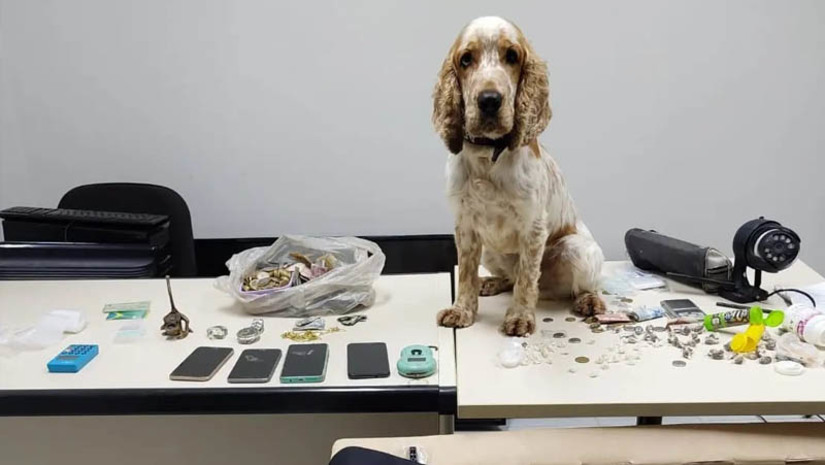 Imagem 1 - Com auxílio de cão farejador, PC apreende drogas e prende dois suspeitos em Senador Georgino Avelino. Imagem 1 - Com auxílio de cão farejador, PC apreende drogas e prende dois suspeitos em Senador Georgino Avelino.