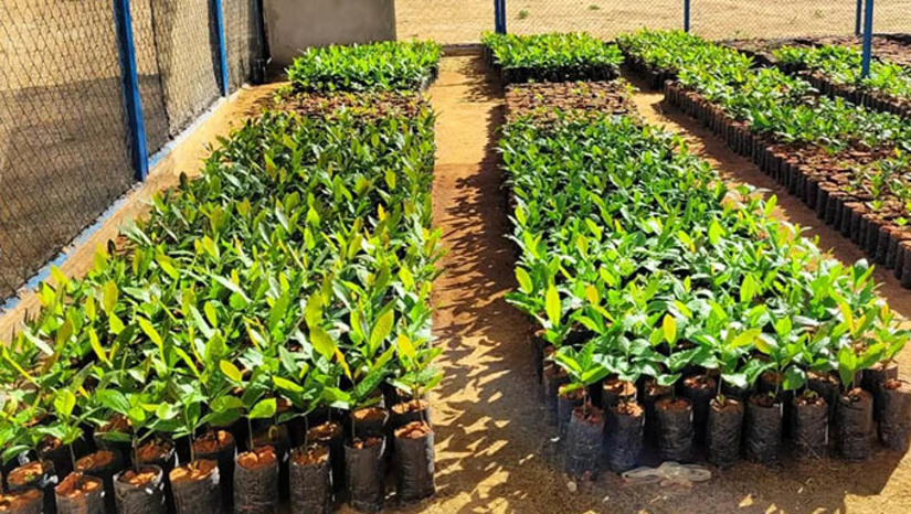Imagem 1 -  As mudas de cajueiro anão precoce são produzidas a partir de ensinamentos técnicos especializados oferecidos pela EMATER, que é parceria do projeto da Vara de Execuções Penais juntamente com outras instituições. O projeto não tem fins lucrativos. As mudas são entregues principalmente para agricultores afetados pela seca em dezenas de municípios do Rio Grande do Norte. A última leva de produção de mudas seguiu para o Assentamento Carajás, em Porto do Mangue.