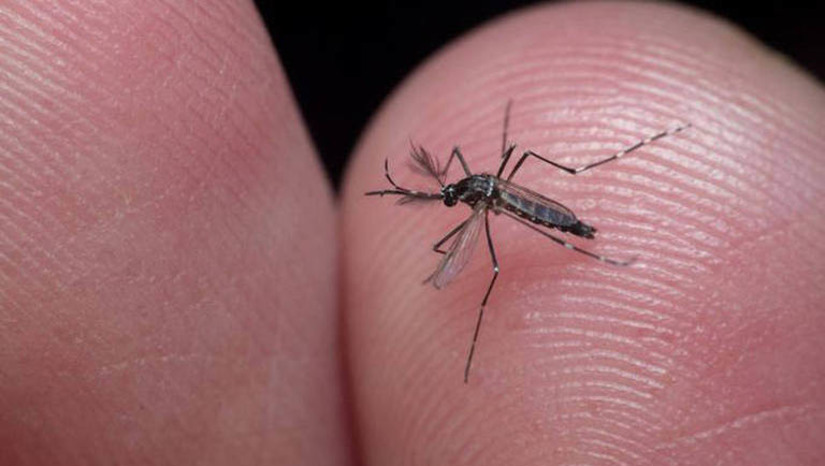 Imagem 1 - Chuvas favorecem proliferação do Aedes Aegypti; Sesap reforça alerta para prevenção das arboviroses. Segundo a chefe do Programa Estadual das Arboviroses, Silvia Dinara do Nascimento Alves, é importante o cidadão ficar atento para evitar o acúmulo de água parada em casa, nos ralos e pias, bandeja do bebedouro e geladeira; observar vasos e pratos de plantas que acumulam água parada, manter as caixas d´água tampadas e os quintais livres de criadouros do mosquito; não colocar lixo nem pneus inservíveis que possam acumular água em terrenos baldios, além de receber a visita do agente de endemias. Até o dia 25 de março de 2023, o RN já havia registrado 405 casos confirmados Dengue, 59 casos de Chikungunya e 7 casos de Zika. Imagem 1 - Chuvas favorecem proliferação do Aedes Aegypti; Sesap reforça alerta para prevenção das arboviroses. Segundo a chefe do Programa Estadual das Arboviroses, Silvia Dinara do Nascimento Alves, é importante o cidadão ficar atento para evitar o acúmulo de água parada em casa, nos ralos e pias, bandeja do bebedouro e geladeira; observar vasos e pratos de plantas que acumulam água parada, manter as caixas d´água tampadas e os quintais livres de criadouros do mosquito; não colocar lixo nem pneus inservíveis que possam acumular água em terrenos baldios, além de receber a visita do agente de endemias. Até o dia 25 de março de 2023, o RN já havia registrado 405 casos confirmados Dengue, 59 casos de Chikungunya e 7 casos de Zika.