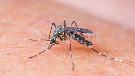 Imagem 1 -  Profissionais da Saúde discutem protocolo de combate ao Zica Vírus em Mossoró