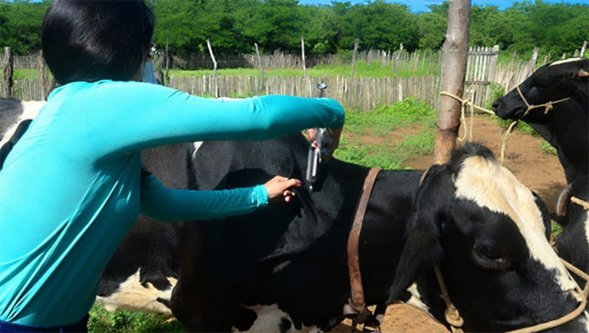 Imagem 1 - A estimativa da Secretaria de Agricultura é imunizar cerca de 4.500 animais nesta primeira etapa da campanha. A Prefeitura de Mossoró, através da Secretaria Municipal de Agricultura e Desenvolvimento Rural (Seadru) publicou na semana passada todo calendário de vacinação em toda a zona rural do município. Veja quando as equipes vão está em sua região vacinando os rebanhos! Imagem 1 - A estimativa da Secretaria de Agricultura é imunizar cerca de 4.500 animais nesta primeira etapa da campanha. A Prefeitura de Mossoró, através da Secretaria Municipal de Agricultura e Desenvolvimento Rural (Seadru) publicou na semana passada todo calendário de vacinação em toda a zona rural do município. Veja quando as equipes vão está em sua região vacinando os rebanhos!