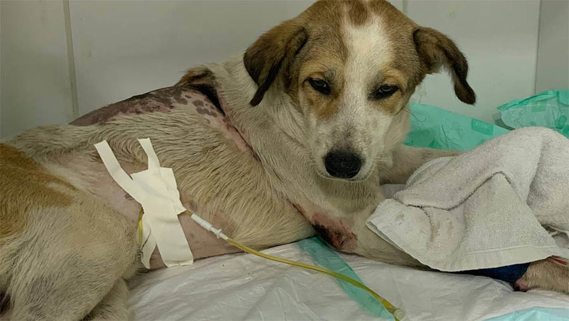 Imagem 1 -  Veja como ajudar o cão baleado e arrastado por beber água de um burro em Rafael Godeiro. O animal foi vítima de maus tratos e foi resgatado nesta terça-feira (2), pelos protetores do Instituto Renata Praxedes. Ele está sendo tratado no Hospital Veterinário Popular, em Mossoró. De acordo com a veterinária Larissa Leykman, o estado de saúde do cão, que se chama Dustin, inspira cuidados. O projétil ainda está alojado próximo à sua coluna e provocou uma lesão em uma das vértebras, fazendo com que ele não consiga apoiar as patas traseiras e nem fazer as necessidades fisiológicas sozinho. Os interessados em ajudar no tratamento do cãozinho, podem realizar doações por meio do PIX e-mai: institutorenatapx@gmail.com.