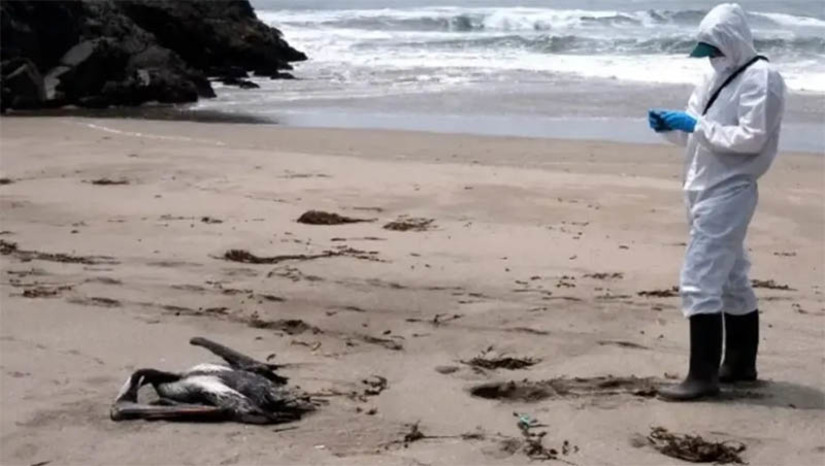 Imagem 1 -  Primeiras amostras de aves encontradas mortas no litoral do RN descartam infecção por H5N1. As aves foram encontradas nas praias de Pirangi, em Parnamirim, Sagi, em Baía Formosa, Barra de Maxaranguape, Maxaranguape e Búzios, em Nisia Floresta. O Ministério da Agricultura e Pecuária emitiu um decreto de estado de emergência zoossanitária, em função da detecção da infecção pelo vírus da influenza aviária H5N1 de alta patogenicidade (IAAP) em aves silvestres no Brasil.  As autoridades pedem que a população evite contato com aves encontradas mortas ou doentes em área litorânea. Caso isto ocorra, é preciso se colocar automaticamente em isolamento por dez dias e contar um serviço de saúde da sua região.
