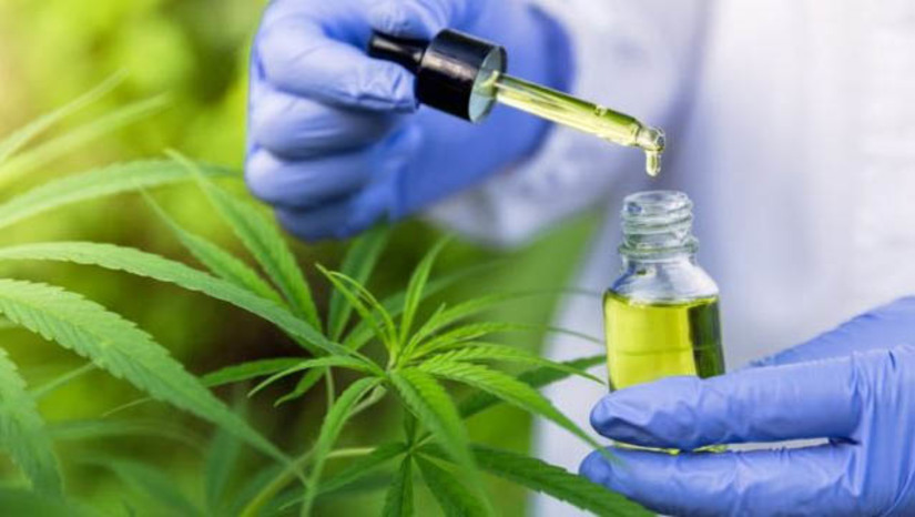 Imagem 1 - JFRN autoriza associação a cultivar Cannabis e produzir óleo terapêutico para fins medicinais. A decisão foi proferida pelo Juiz Federal Ivan Lira de Carvalho, titular da 5ª Vara Federal do Rio Grande do Norte. O magistrado determinou, ainda, que a associação de saúde se submeta ao registro e controle administrativo da Agência Nacional de Vigilância Sanitária (Anvisa). Na solicitação, a associação informou que possui 106 pacientes cadastrados, a maioria com diagnóstico de Alzheimer, Diabetes, Fibromialgia, Parkinson e Neoplasia e que podem fazer uso do produto para tratamento de sintomas. Imagem 1 - JFRN autoriza associação a cultivar Cannabis e produzir óleo terapêutico para fins medicinais. A decisão foi proferida pelo Juiz Federal Ivan Lira de Carvalho, titular da 5ª Vara Federal do Rio Grande do Norte. O magistrado determinou, ainda, que a associação de saúde se submeta ao registro e controle administrativo da Agência Nacional de Vigilância Sanitária (Anvisa). Na solicitação, a associação informou que possui 106 pacientes cadastrados, a maioria com diagnóstico de Alzheimer, Diabetes, Fibromialgia, Parkinson e Neoplasia e que podem fazer uso do produto para tratamento de sintomas.