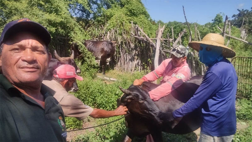Imagem 1 - Município de Serra do Mel vacina 100% do seu rebanho contra febre aftosa. A notícia foi confirmada pelo Instituto de Defesa e Inspeção Agropecuária do Rio Grande do Norte (IDIARN) e comemorada pelo prefeito Josivan Bibiano de Azevedo e pela equipe da Secretaria Municipal de Agricultura. A aquisição de 3 mil doses de vacina e a finalização da vacinação antes do término da campanha, que ocorre em 15 de julho, foram fundamentais para o sucesso da ação. Imagem 1 - Município de Serra do Mel vacina 100% do seu rebanho contra febre aftosa. A notícia foi confirmada pelo Instituto de Defesa e Inspeção Agropecuária do Rio Grande do Norte (IDIARN) e comemorada pelo prefeito Josivan Bibiano de Azevedo e pela equipe da Secretaria Municipal de Agricultura. A aquisição de 3 mil doses de vacina e a finalização da vacinação antes do término da campanha, que ocorre em 15 de julho, foram fundamentais para o sucesso da ação.