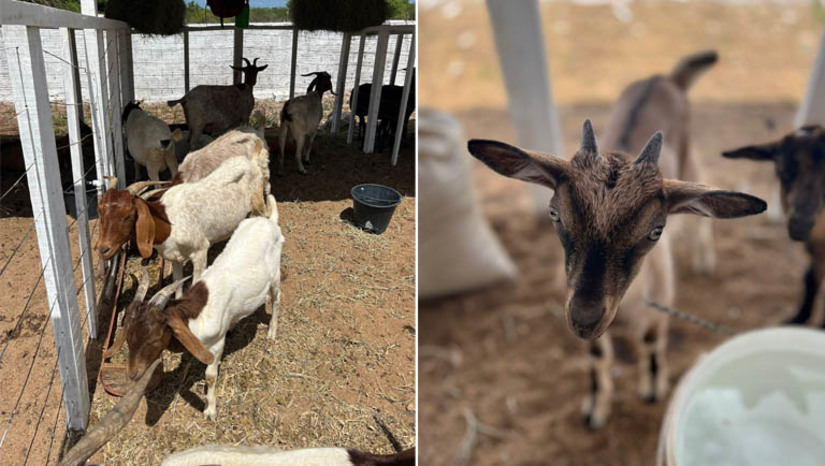Imagem 1 -  Circuito Estadual de Exposições Agropecuárias chega ao município de Apodi. O município é o décimo primeiro a receber o Circuito Estadual de Exposições Agropecuárias. O Circuito já passou por Currais Novos, São Paulo do Potengi, Parnamirim, Lagoa Nova, Caicó, Coronel Ezequiel, Parelhas, Caraúbas, Afonso Bezerra e Cruzeta. A expectativa é que cerca de 1.500 animais sejam expostos e 5 mil pessoas passem pela Praça da Juventude nos três dias de evento; confira a programação completa.