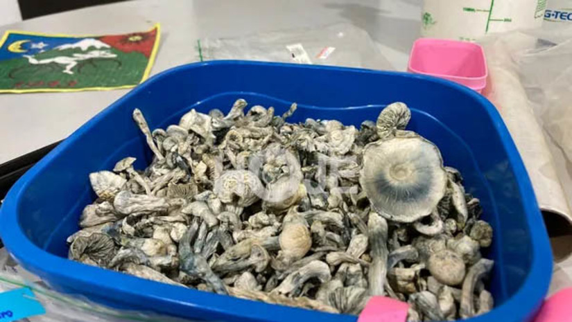 Imagem 1 - Denarc desmantela laboratório de produção de cogumelos alucinógenos em Mossoró. De acordo com as investigações, o proprietário do local, um homem de 25 anos, utilizava a própria casa como laboratório para produção do Psilocybe cubensis, popularmente conhecido como “cogumelo mágico”. Ele foi preso na manhã desta sexta-feira (28), no bairro Rincão. No local, havia um laboratório, uma estufa, além de apetrechos de vidraria, seringas e outros materiais utilizados na produção do alucinógeno. Também foram encontrados cadernos de anotações, confirmando que parte do material já havia sido revendido. De acordo com a delegada Isabella Turl, o homem irá responder pelos crimes de fornecimento e produção de drogas. Imagem 1 - Denarc desmantela laboratório de produção de cogumelos alucinógenos em Mossoró. De acordo com as investigações, o proprietário do local, um homem de 25 anos, utilizava a própria casa como laboratório para produção do Psilocybe cubensis, popularmente conhecido como “cogumelo mágico”. Ele foi preso na manhã desta sexta-feira (28), no bairro Rincão. No local, havia um laboratório, uma estufa, além de apetrechos de vidraria, seringas e outros materiais utilizados na produção do alucinógeno. Também foram encontrados cadernos de anotações, confirmando que parte do material já havia sido revendido. De acordo com a delegada Isabella Turl, o homem irá responder pelos crimes de fornecimento e produção de drogas.