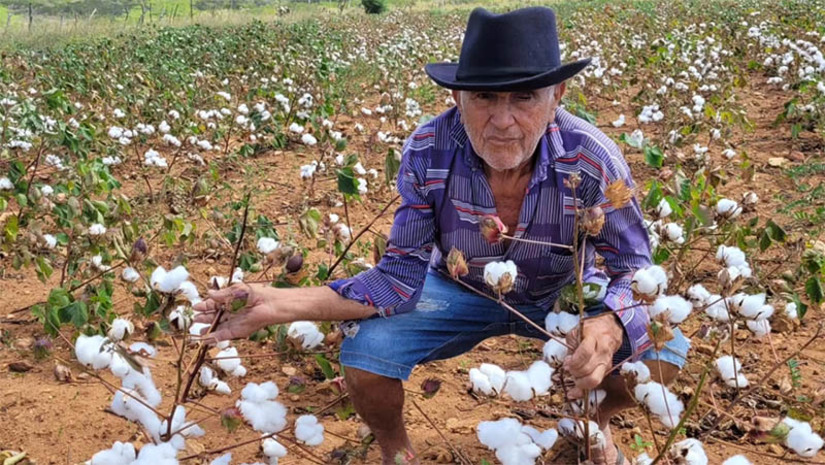 Imagem 1 - Colheita do algodão agroecológico já está acontecendo em diversos municípios do RN. De acordo com a engenheira agrônoma da Emater-RN, Adriana Américo, esta semana foram realizadas visitas técnicas de monitoramento em alguns municípios que iniciaram a colheita do algodão agroecológico potiguar, para que haja um melhor aproveitamento da safra. “Uma das cultivares plantadas na safra 2023 foi a BRS 416, com ciclo médio de até 160 dias após a emergência, com produtividade média de algodão em caroço de 400 a 600 quilos por hectare. Dependendo da fertilidade do solo, comportamento das chuvas e manejo da cultura, podemos chegar em algumas áreas a aproximadamente uma tonelada por hectare”, disse. Imagem 1 - Colheita do algodão agroecológico já está acontecendo em diversos municípios do RN. De acordo com a engenheira agrônoma da Emater-RN, Adriana Américo, esta semana foram realizadas visitas técnicas de monitoramento em alguns municípios que iniciaram a colheita do algodão agroecológico potiguar, para que haja um melhor aproveitamento da safra. “Uma das cultivares plantadas na safra 2023 foi a BRS 416, com ciclo médio de até 160 dias após a emergência, com produtividade média de algodão em caroço de 400 a 600 quilos por hectare. Dependendo da fertilidade do solo, comportamento das chuvas e manejo da cultura, podemos chegar em algumas áreas a aproximadamente uma tonelada por hectare”, disse.