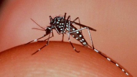 Imagem 1 -  Com quase 7 mil casos suspeitos, Sesap decreta epidemia de dengue no RN