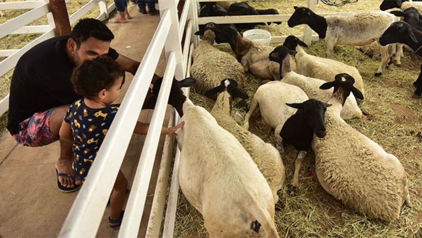 Imagem 1 -  O evento, que também foi uma atração para as crianças, é promovido pela Prefeitura de Mossoró, através da Secretaria Municipal de Agricultura e Desenvolvimento Rural (Seadru), uma vez ao ano. O titular da Seadru, Faviano Moreira, fez balanço positivo da festa. Segundo ele, a festa superou todas as expectativas.  “Este é um momento muito positivo. Todos os nossos números em relação a 2022 foram superados, como a quantidade de animais, que tivemos mais de 1.100 aqui no parque, o volume negociado, no mínimo R$ 10 milhões circulando aqui através de crédito dos bancos e de compra e venda de animais. Tivemos uma quantidade maior de artesãos em relação ao ano passado, também de agricultores familiares. A festa superou todas as expectativas e já é um desafio maior para que a gente possa fazer uma festa maior no próximo ano”, destacou.