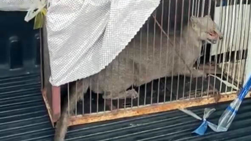 Imagem 1 -  Popular consegue capturar gato-mourisco ao investigar sumiço de galinhas na zona rural de Mossoró. O caso aconteceu no sítio Córrego, nesta segunda-feira (18). Guardas municipais do pelotão ambiental foram acionados para resgatar o animal, após ele ser capturado pelo proprietário do sítio. O homem contou que suas galinhas estavam desaparecendo e começou a investigar, foi quando descobriu que se tratava de uma gato-mourisco. Ele então preparou um tipo de gaiola para conseguir capturar o animal. O gato foi levado para avaliação de veterinários do ICMBio e, quando estiver em condições, deverá ser liberado na natureza.