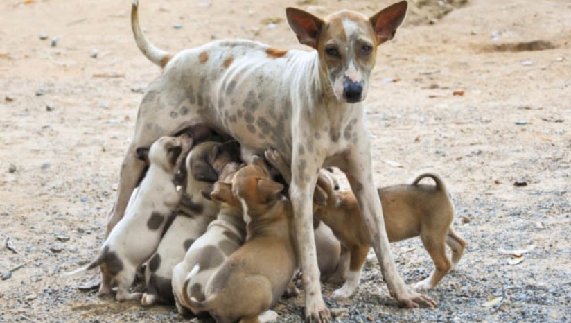 Imagem 1 -  “Projeto traz verdadeiras aberrações jurídicas”, diz professor sobre PL que permite matar animais em Apodi. Francisco José Garcia, professor de direito da Universidade Federal da Paraíba, responsável pela disciplina de Direito Animal, classificou como absurdo o Projeto de Lei Nº 094/2021, de 01 de Agosto 2021, aprovado à unanimidade, na quarta-feira (14 de setembro) na Câmara de Apodi. Entre outras coisas, o PL, de autoria do vereador Charton Heston Rêgo Noronha Gonçalves (MDB), que seguiu para sanção do poder executivo, permite que “animais que, mesmo sendo considerados domésticos, cause prejuízos a terceiros”, possam ser sacrificados pelo poder público, caso não tenham dono ou não sejam reclamados por estes. Entre os prejuízo citados no documento, que podem ser causados por estes animais “vão desde a destruição de plantas ornamentais, à provocação de sujeiras com a eliminação de excrementos nas calçadas e vias públicas”.