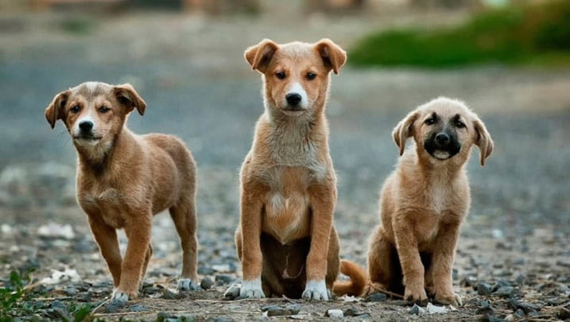 Imagem 1 -  Alan Silveira diz que vai vetar PL aprovado na câmara de Apodi que autorizava sacrifício de animais. Em contato com a reportagem do Mossoró Hoje, o prefeito informou que se reuniu, na tarde desta quarta-feira (20), com sua equipe jurídica e com o vereador Charton Rêgo, e afirmou que vetará o Projeto de Lei Nº 094/2021, de 01 de Agosto de 2021. Na reunião, ainda ficou acertado que a partir desta decisão, a câmara irá abrir o diálogo para elaboração de um novo projeto sobre o tema. O PL aprovado na semana passada, autorizava, entre outras coisas, o sacrifício de animais, incluindo cães e gatos, que não fossem reclamados por seus tutores ou adotados. O texto foi duramente criticado, tendo ganhado repercussão a nível nacional.